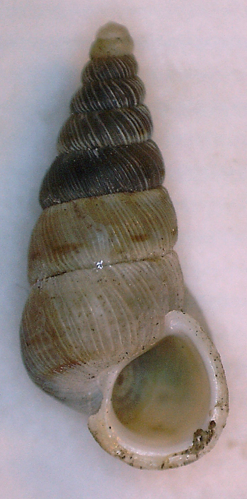 Cochlostoma da Kato Vasiliki (SW Epiro)